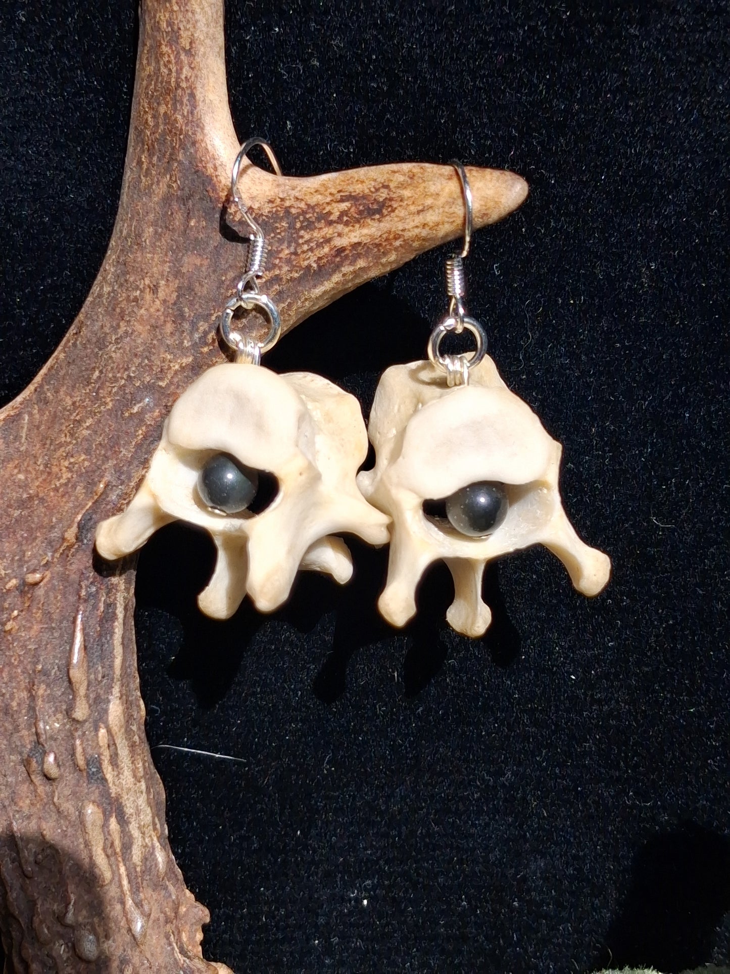 Badger Vertebrae with Obsidian