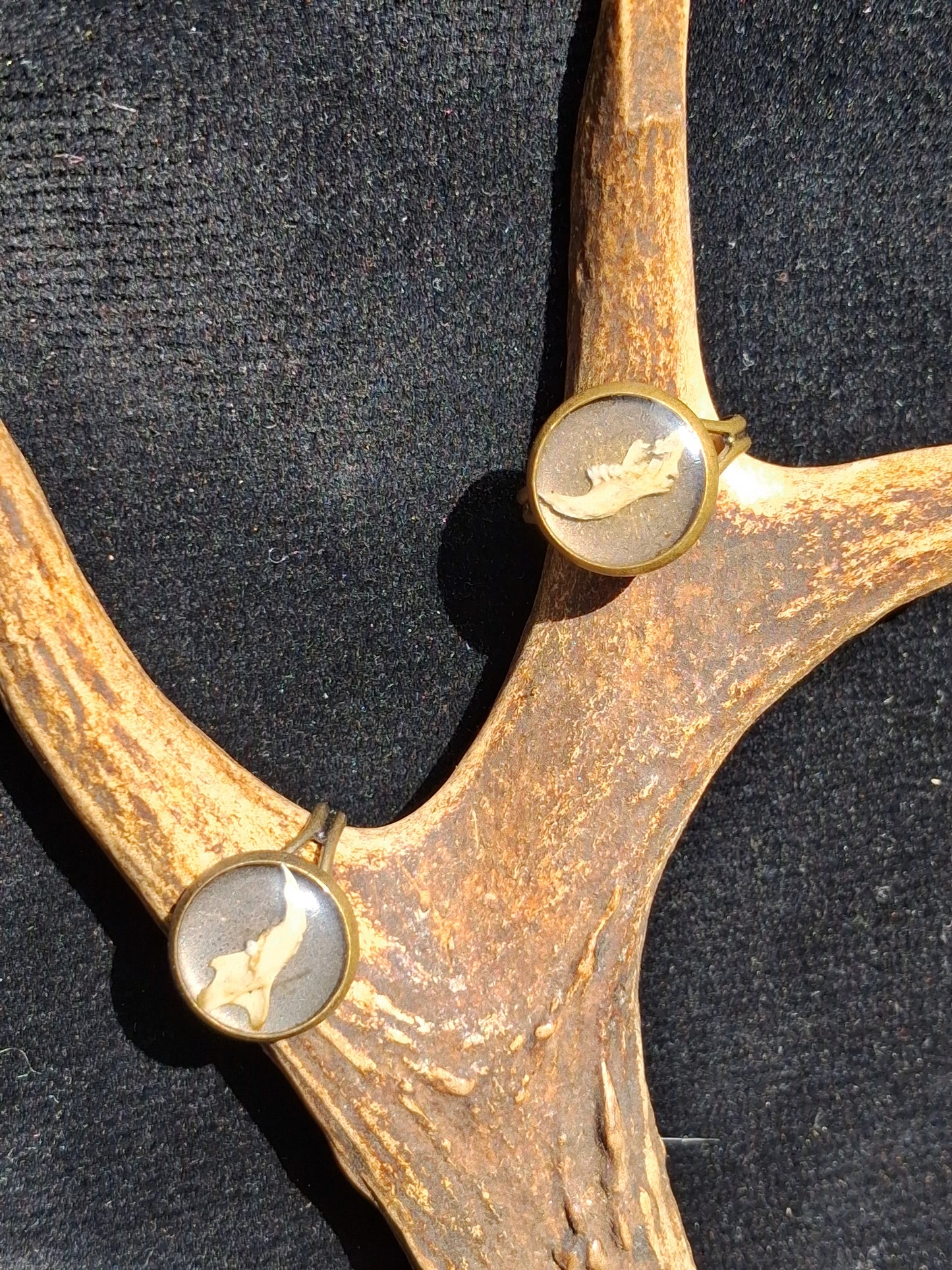 Mouse Mandible ring