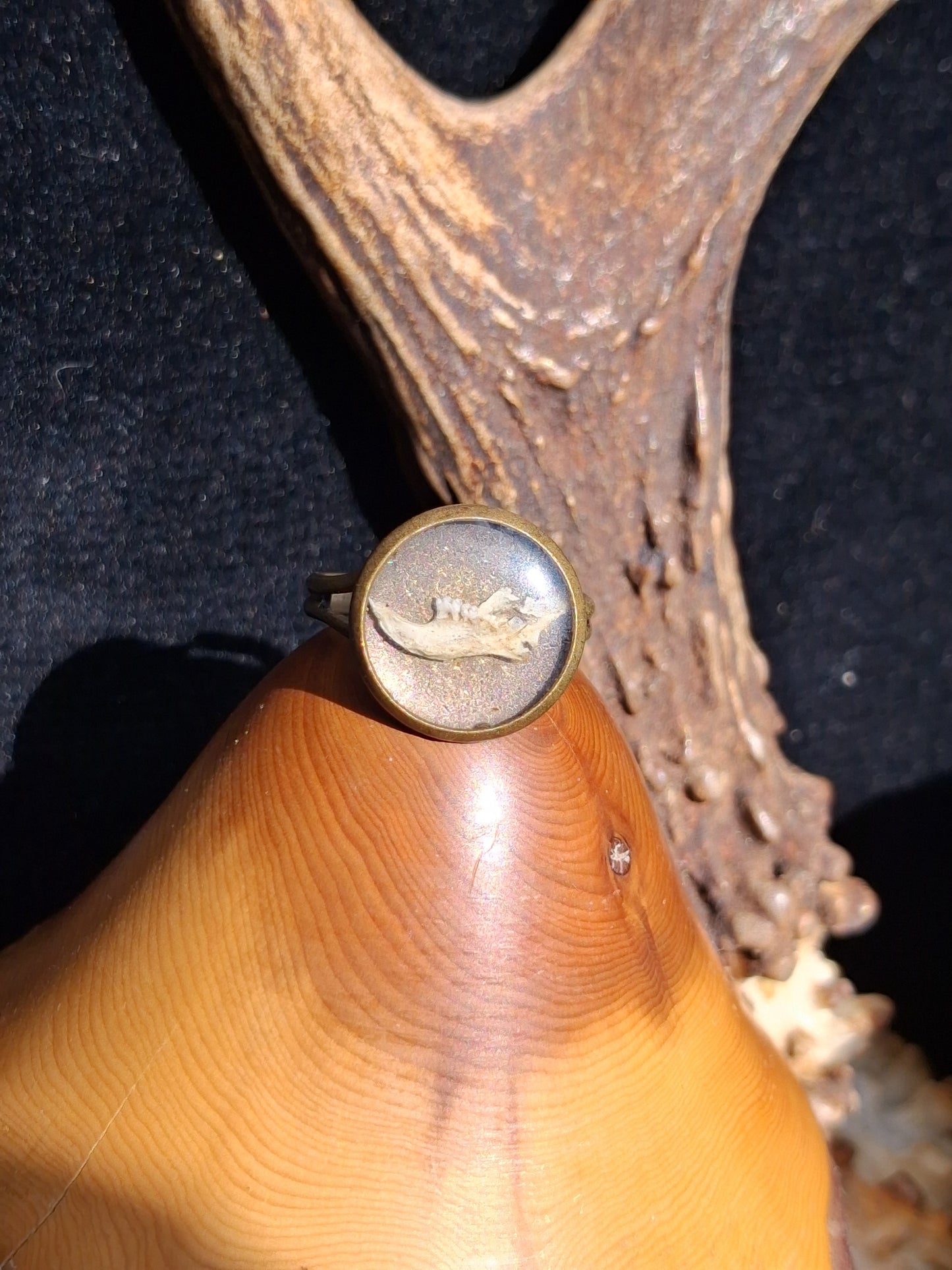 Mouse Mandible ring